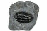 Prone Pedinopariops Trilobite - Mrakib, Morocco #348132-3